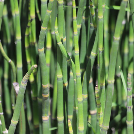 Equisetum robustum