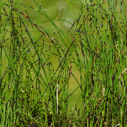 Equisetum scirpoides