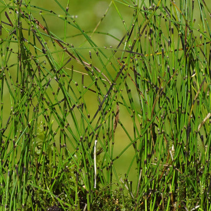 Equisetum scirpoides
