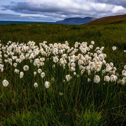 Eriophorum scheuchzeri