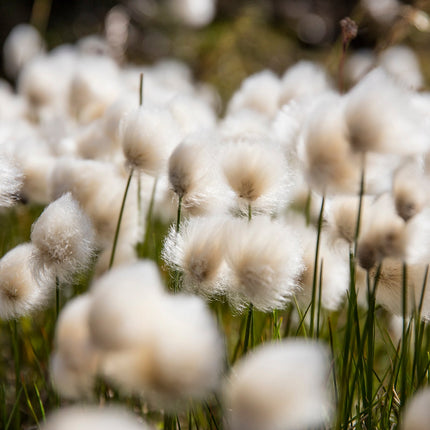 Eriophorum angustifolium