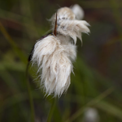 Eriophorum angustifolium