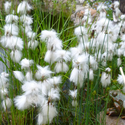 Eriophorum angustifolium