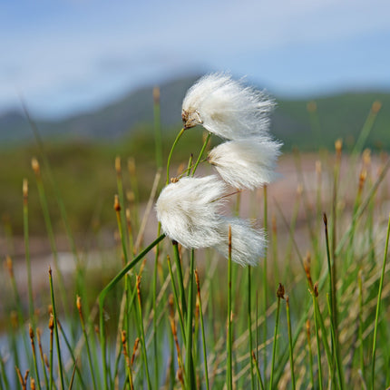 Eriophorum angustifolium