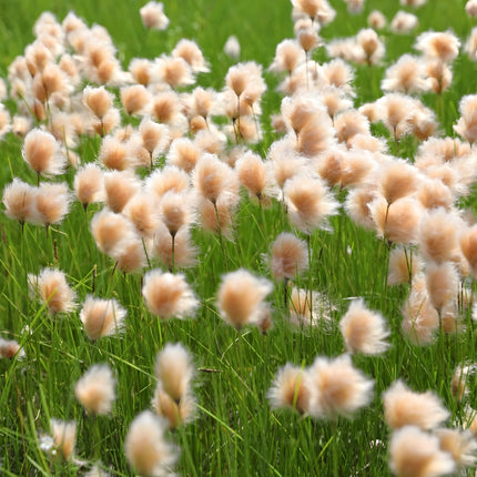 Eriophorum russeolum