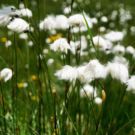 Eriophorum scheuchzeri