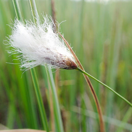 Eriophorum scheuchzeri