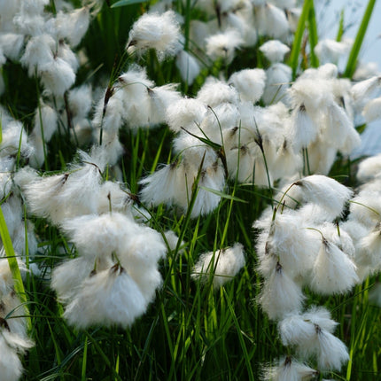 Eriophorum scheuchzeri