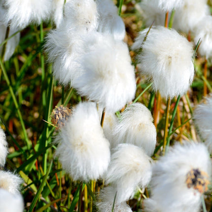 Eriophorum scheuchzeri