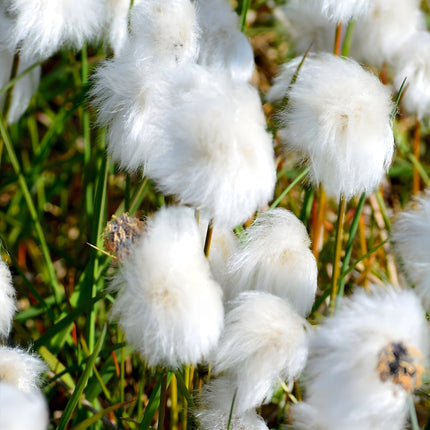 Eriophorum scheuchzeri