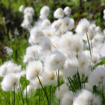 Eriophorum scheuchzeri