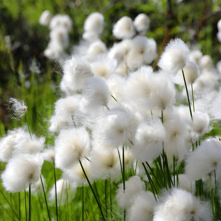 Eriophorum scheuchzeri