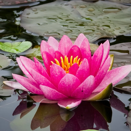 Nymphaea 'Escarboucle'
