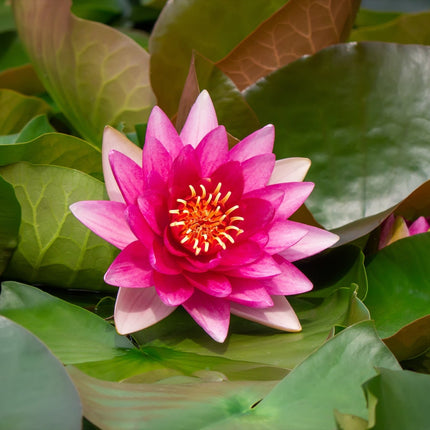 Nymphaea 'Escarboucle'