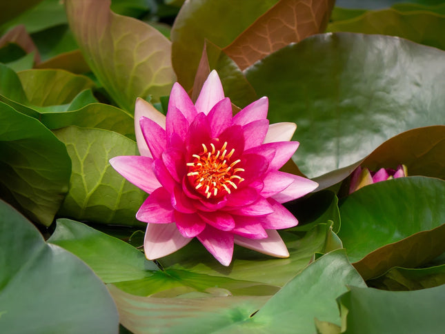 Nymphaea 'Escarboucle'