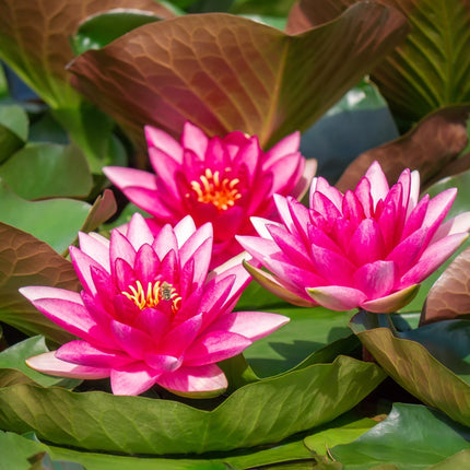 Nymphaea 'Escarboucle'