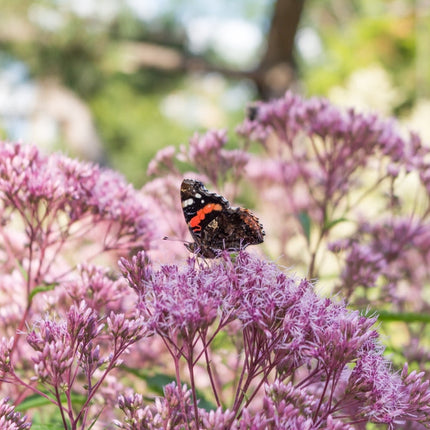 Eupatorium cannabinum