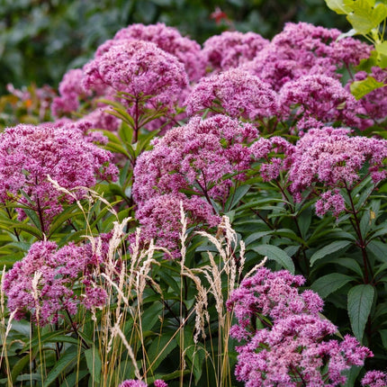Eupatorium cannabinum
