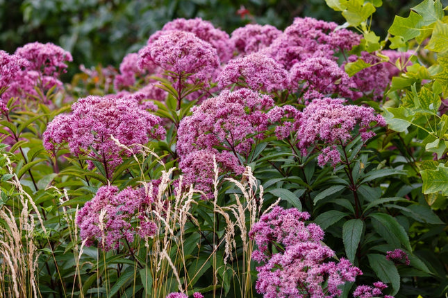 Eupatorium cannabinum