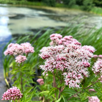 Eupatorium cannabinum