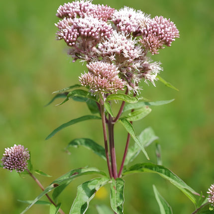 Eupatorium cannabinum