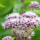 1 / 7cm Bareroot