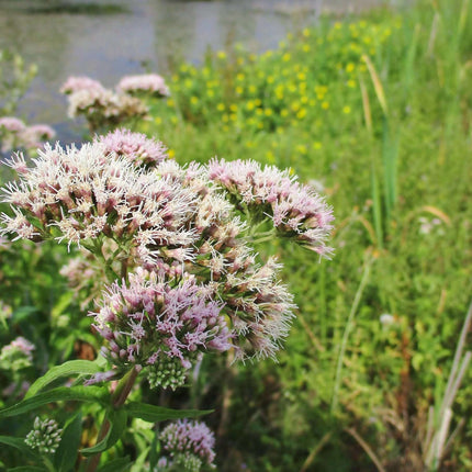Eupatorium cannabinum