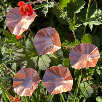 5 x Copper Bee Drinker Bundle