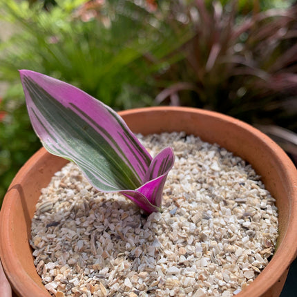 Fine Crushed Sea Shells 10kg plant topper - Grit & Grow