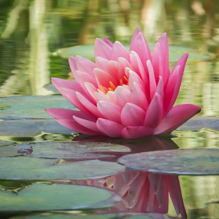 Nymphaea 'Fabiola'