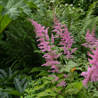 1 / 7cm Bareroot