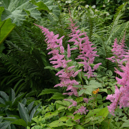 Filipendula rubra 'Venusta Magnifica'