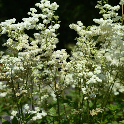 Filipendula ulmaria