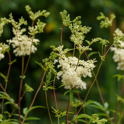 Filipendula ulmaria