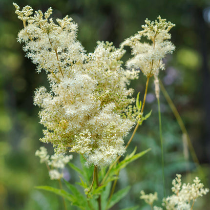 Filipendula ulmaria