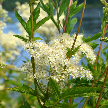 Filipendula ulmaria
