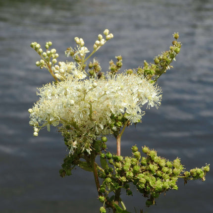 Filipendula ulmaria