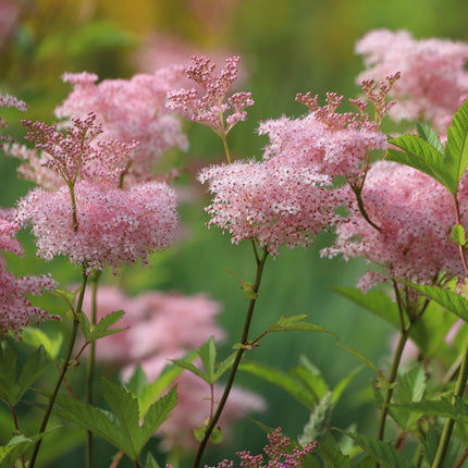 Filipendula rubra 'Venusta Magnifica'