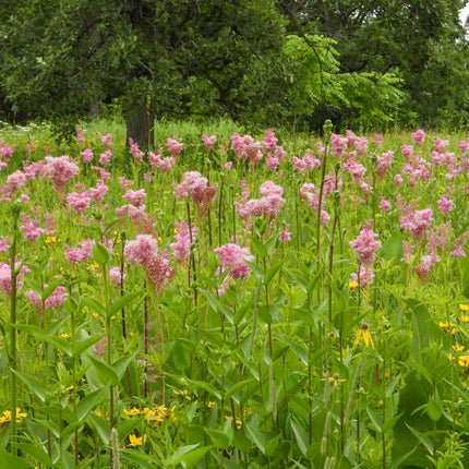 Filipendula rubra 'Venusta Magnifica'