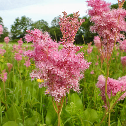 Filipendula rubra 'Venusta Magnifica'