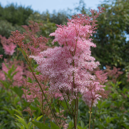 Filipendula rubra 'Venusta Magnifica'