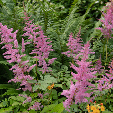 Filipendula rubra 'Venusta Magnifica'