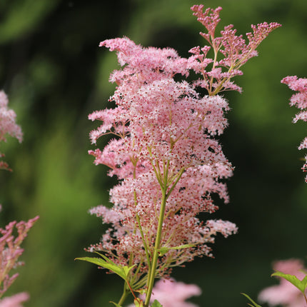 Filipendula rubra 'Venusta Magnifica'