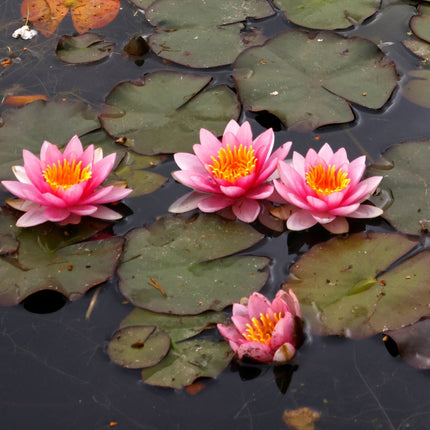 Nymphaea 'Formosa'