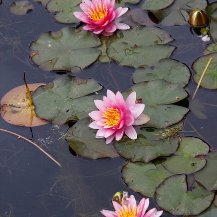 Nymphaea 'Formosa'