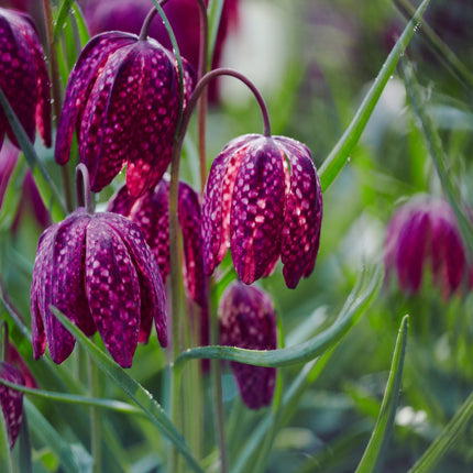 Fritillaria meleagris