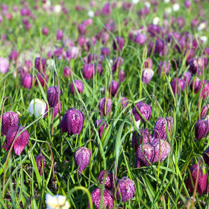 Fritillaria meleagris