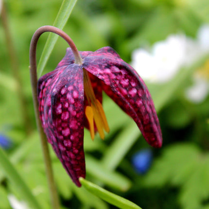 Fritillaria meleagris