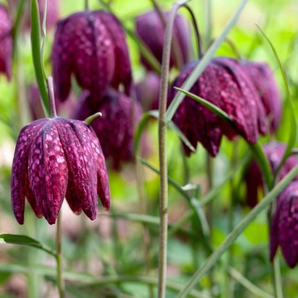 Fritillaria meleagris
