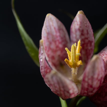 Fritillaria meleagris